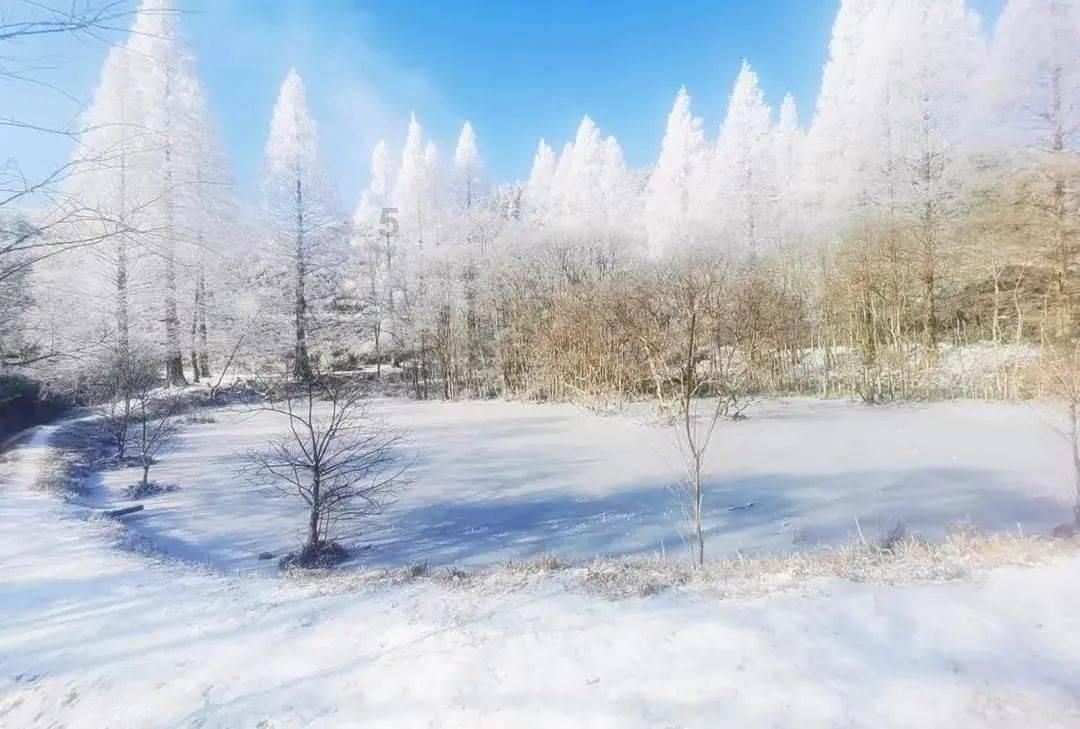 小长颈鹿逃离